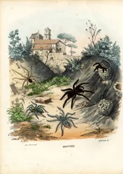 クモ、1863-79